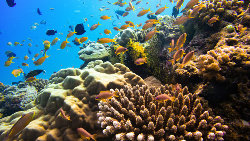 The Coral reef scene exudes the luxury of a Soneva experience, with vibrant fish swimming amidst corals. Branching and rounded types create an underwater tapestry in clear waters, where a blue gradient deepens. The dynamic movement of colorful fish evokes the artistry akin to a Salt Group masterpiece.