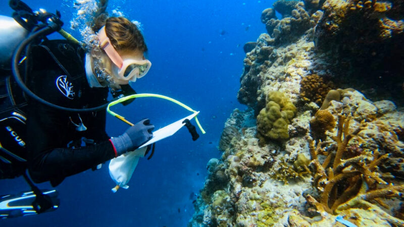 A scuba diver donning a mask, snorkel, and diving gear, affiliated with the Salt Group, writes on a clipboard underwater. They observe a colorful coral reef teeming with marine life, surrounded by the clear blue waters near Soneva's pristine locales.