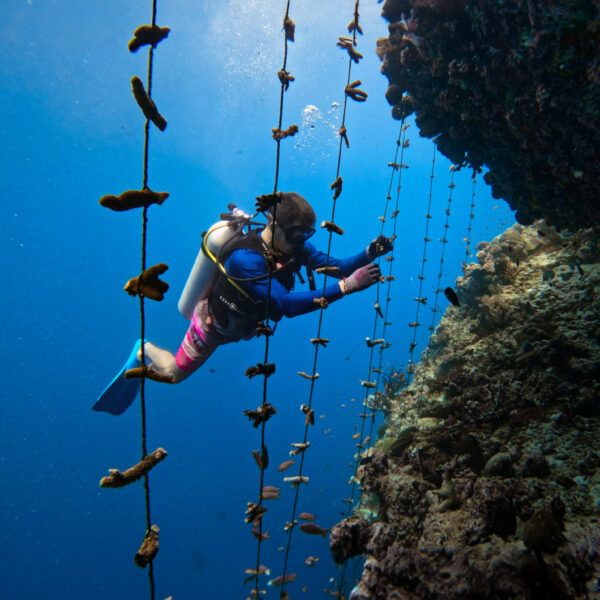 A scuba diver swims near an underwater structure with coral fragments suspended on ropes, part of the Soneva and Salt Group's coral restoration project. Sunlight filters through the blue water above, illuminating the diver and the vibrant marine environment.