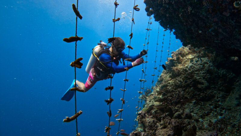 A scuba diver swims near an underwater structure with coral fragments suspended on ropes, part of the Soneva and Salt Group's coral restoration project. Sunlight filters through the blue water above, illuminating the diver and the vibrant marine environment.