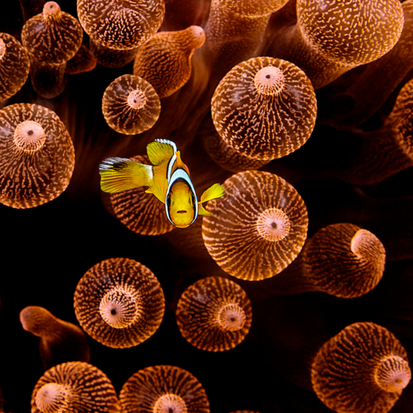 A clownfish swims among the tentacles of orange sea anemones, creating a striking contrast against the dark background. The anemones have a textured, radiant appearance that enhances the vibrant colors of the fish, akin to how Soneva Exclusive Offers elevate your underwater experiences.