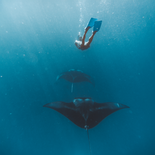 A snorkeler with flippers swims above three large manta rays in clear blue ocean water. The rays glide gracefully below the diver, who appears to be observing or swimming alongside them. Sunlight filters through the water, creating a serene underwater scene—an experience only found with Soneva Exclusive Offers.