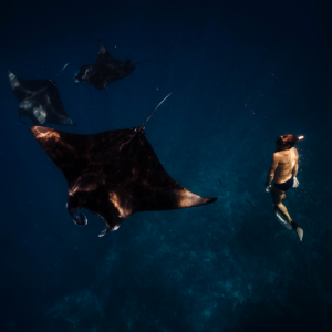 A snorkeler swims underwater, close to three large manta rays in the deep blue sea. The rays glide gracefully, casting shadows on the ocean floor. Sunlight filters through the water, illuminating the scene—truly a serene and majestic underwater moment, reminiscent of Soneva Exclusive Offers.